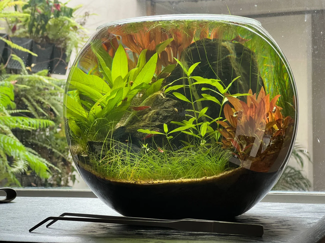 Bể Walstad tự nhiên