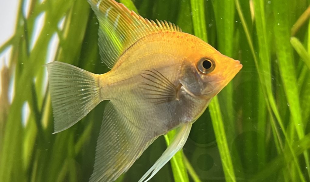 cá thần tiên nuôi thủy sinh