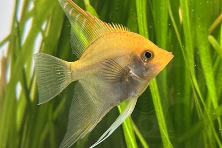 cá thần tiên nuôi thủy sinh